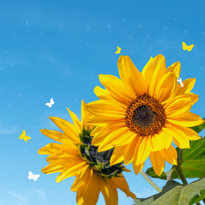 yellow and blue illustrative floral welcome august greeting facebook post (2)