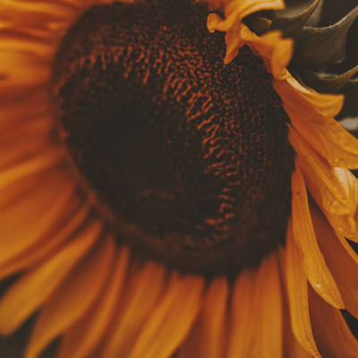 yellow and blue illustrative floral welcome august greeting facebook post (4)