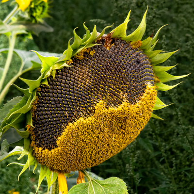 yellow and blue illustrative floral welcome august greeting facebook post (6)